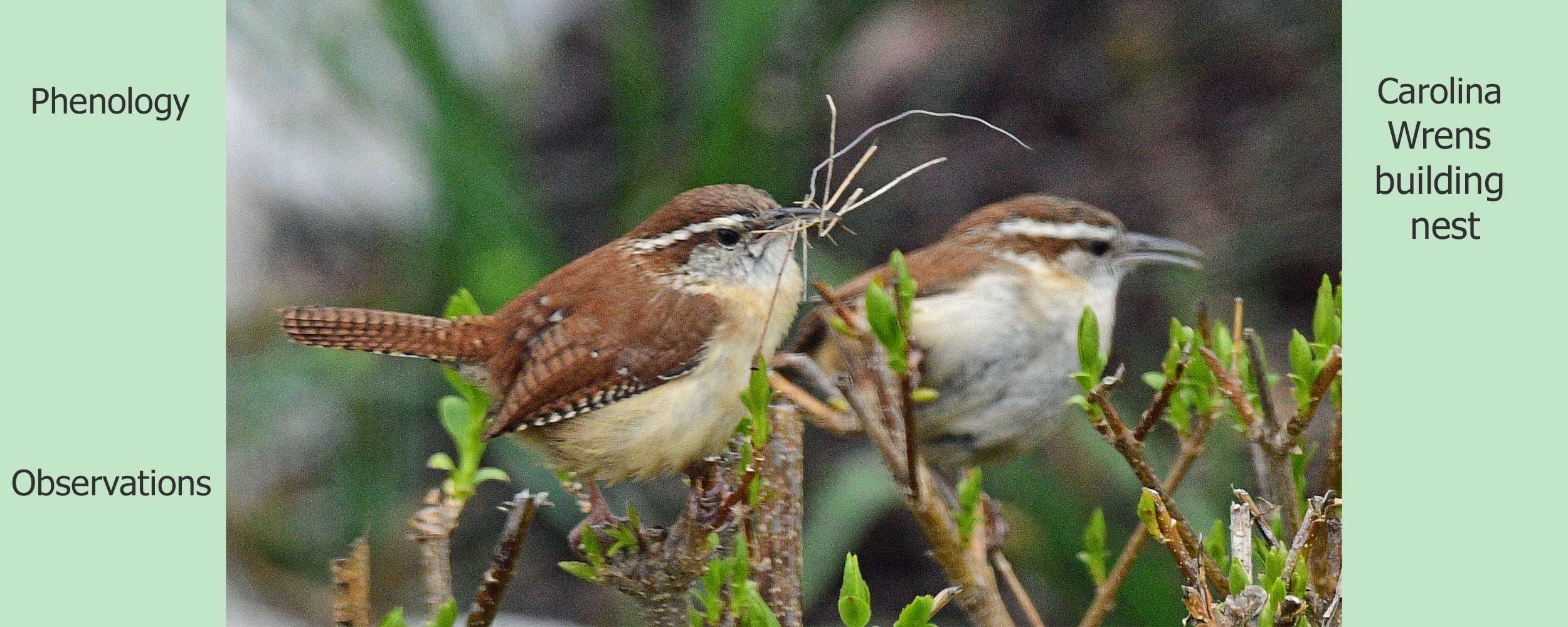 Bird with a berry